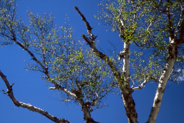 Silver birch